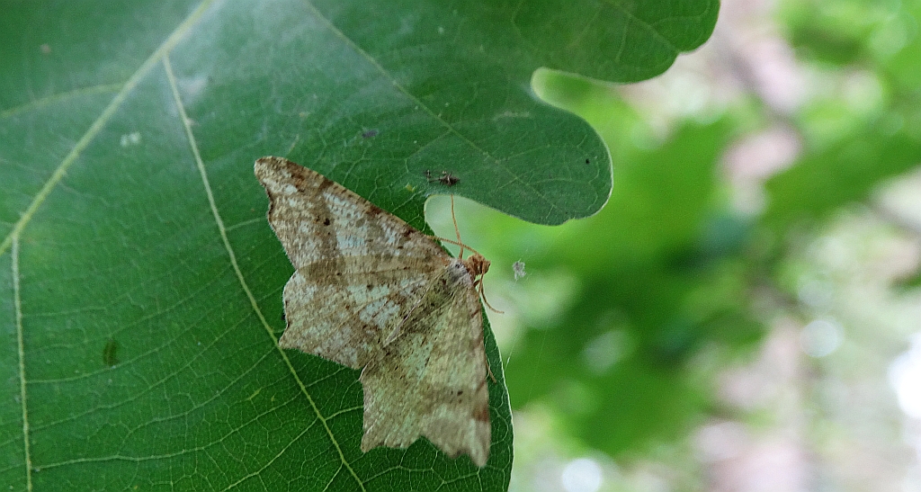 Witalnik choiniak (Macaria signaria)