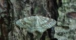 Hydrelia leśna (Hydrelia sylvata)
