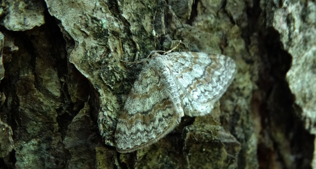 Hydrelia leśna (Hydrelia sylvata)