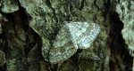 Hydrelia leśna (Hydrelia sylvata)