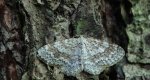 Hydrelia leśna (Hydrelia sylvata)