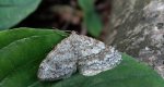 Hydrelia leśna (Hydrelia sylvata)