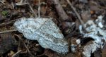 Hydrelia leśna (Hydrelia sylvata)