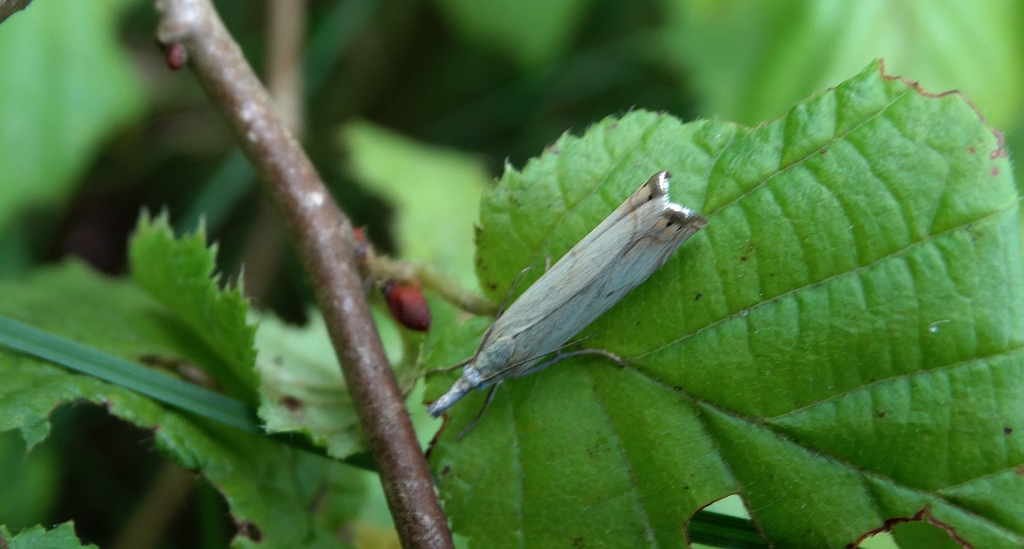 Chrysoteuchia culmella lub Crambus uliginosellus Agriphila geniculea