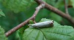 Chrysoteuchia culmella albo Crambus uliginosellus