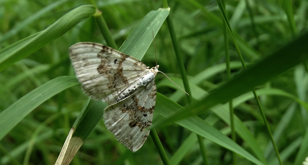Paśnik rzeczek (Epirrhoe rivata)