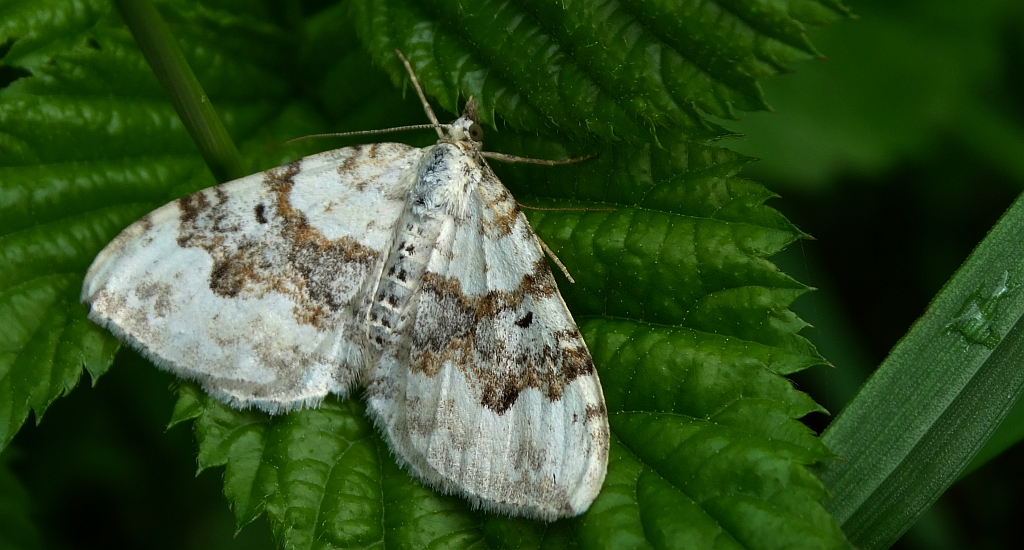Paśnik rzeczek (Epirrhoe rivata)