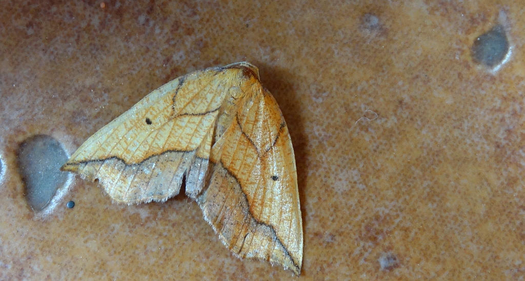 Nagodnik wycinek (Epione repandaria)