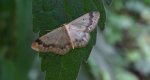 Krocznik ogrodowiak (Idaea biselata)