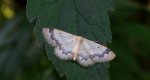 Krocznik ogrodowiak (Idaea biselata)