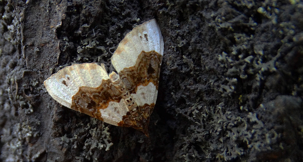 Paśnik dwuziernik (Cosmorhoe ocellata)