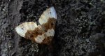 Paśnik dwuziernik (Cosmorhoe ocellata)