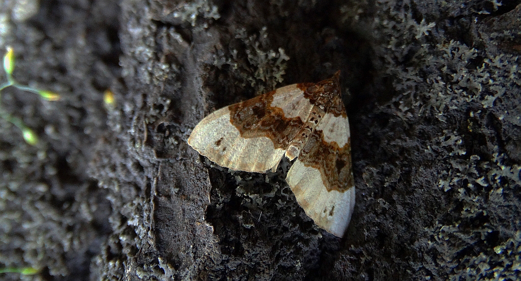 Paśnik dwuziernik (Cosmorhoe ocellata)