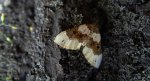 Paśnik dwuziernik (Cosmorhoe ocellata)