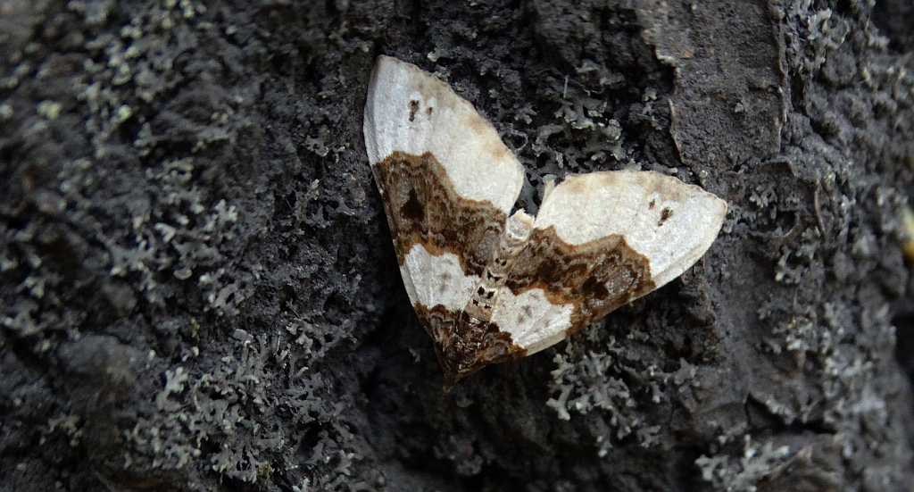 Paśnik dwuziernik (Cosmorhoe ocellata)