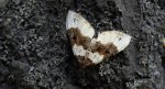 Paśnik dwuziernik (Cosmorhoe ocellata)
