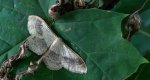 Krocznik odwrotnik (Idaea aversata)
