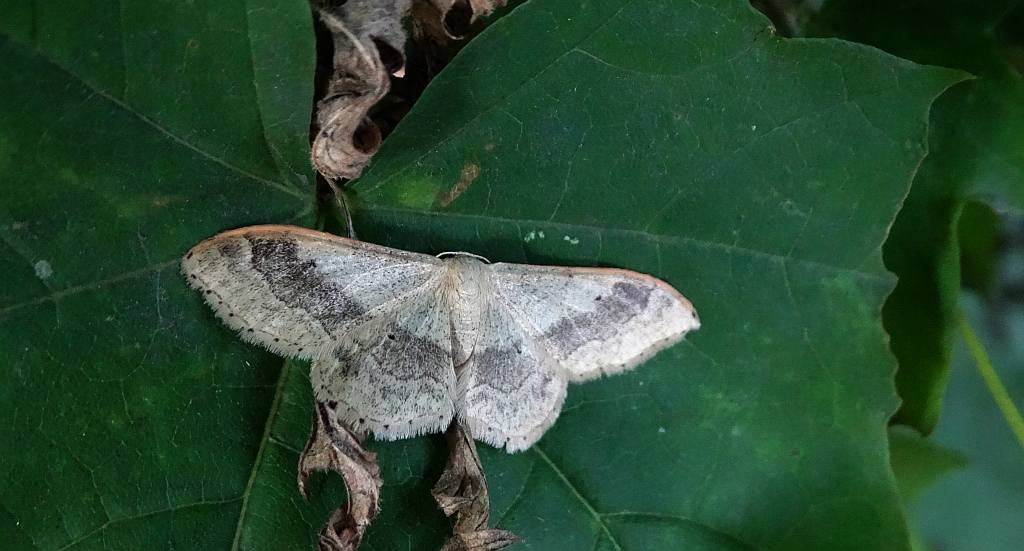 Krocznik odwrotnik (Idaea aversata)