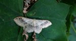 Krocznik odwrotnik (Idaea aversata)