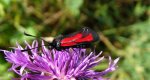 Kraśnik biedrzeniowiec (Zygaena minos)