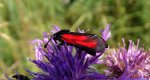 Kraśnik biedrzeniowiec (Zygaena minos)