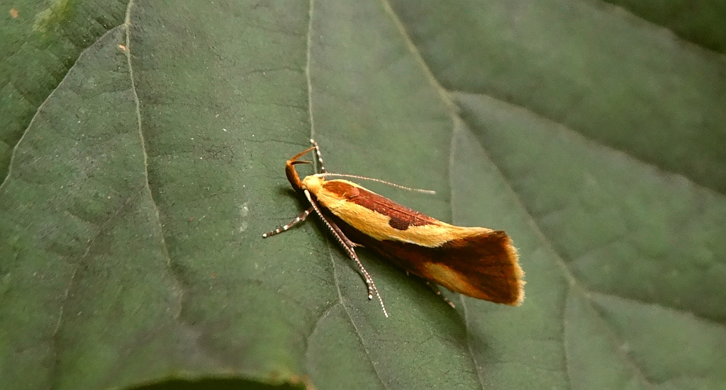 Harpella forficella