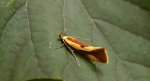 Harpella forficella