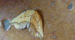 Nagodnik wycinek (Epione repandaria)