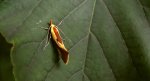Harpella forficella