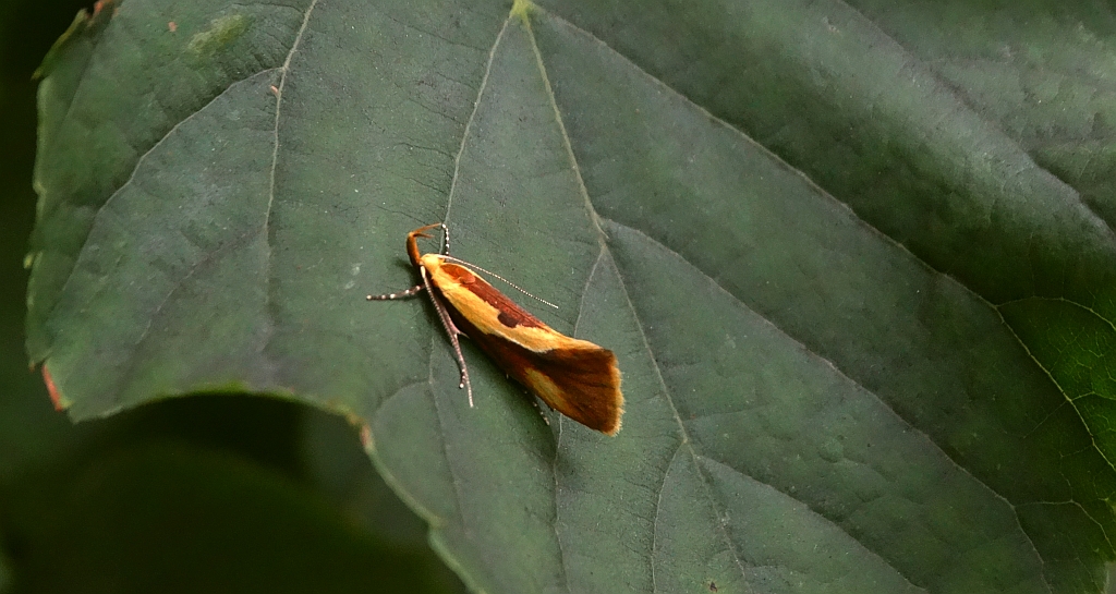 Harpella forficella