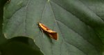 Harpella forficella
