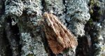Apamea monoglypha