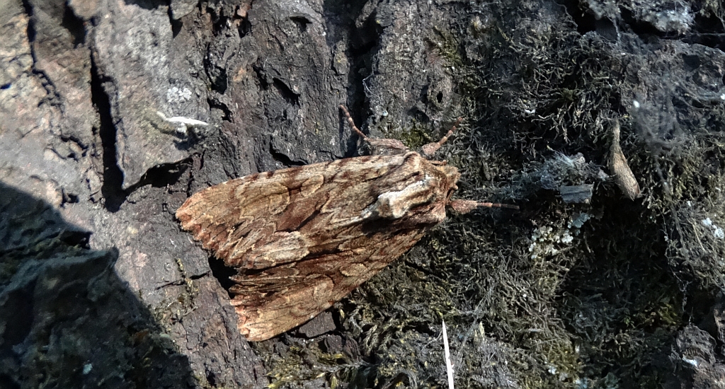 Apamea monoglypha