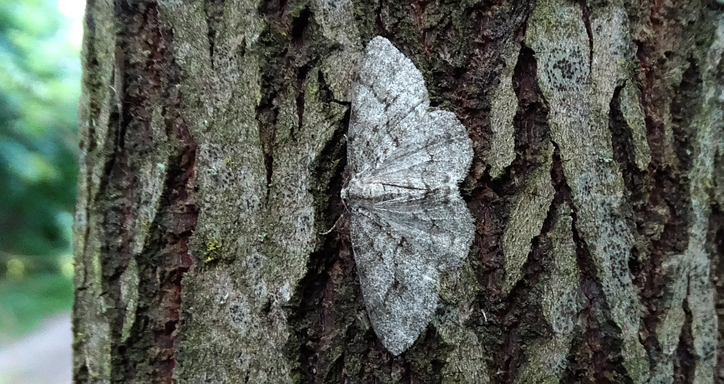 Przylepek kruszyniak (Peribatodes rhomboidaria)