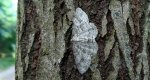 Przylepek kruszyniak (Peribatodes rhomboidaria)
