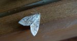 Omacnica prosowianka (Ostrinia nubilalis)