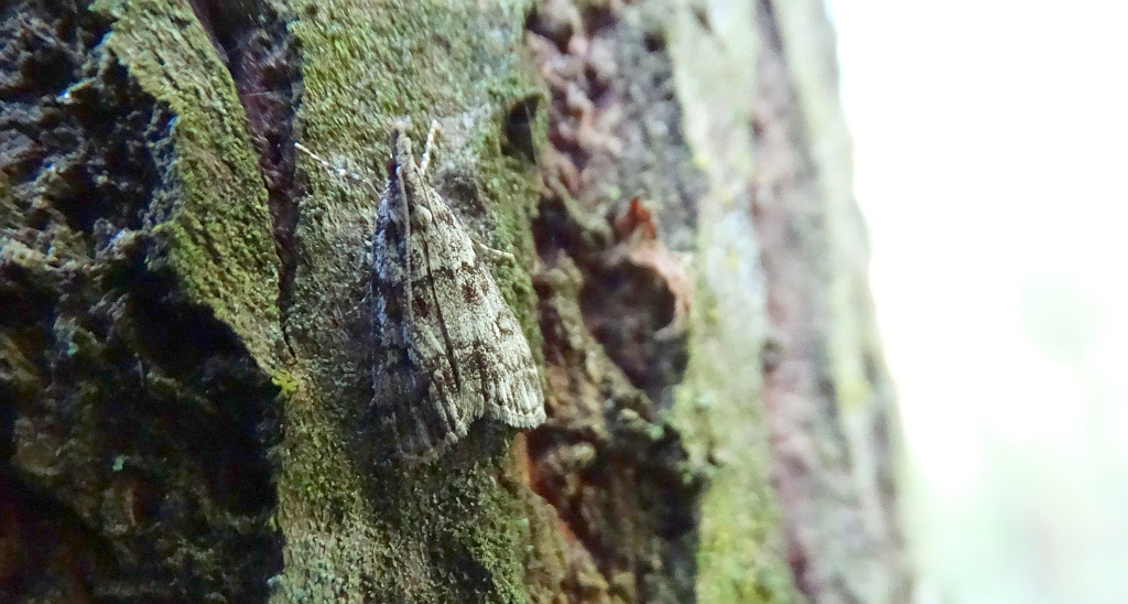 Eudonia lacustrata