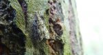 Eudonia lacustrata