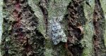 Eudonia lacustrata