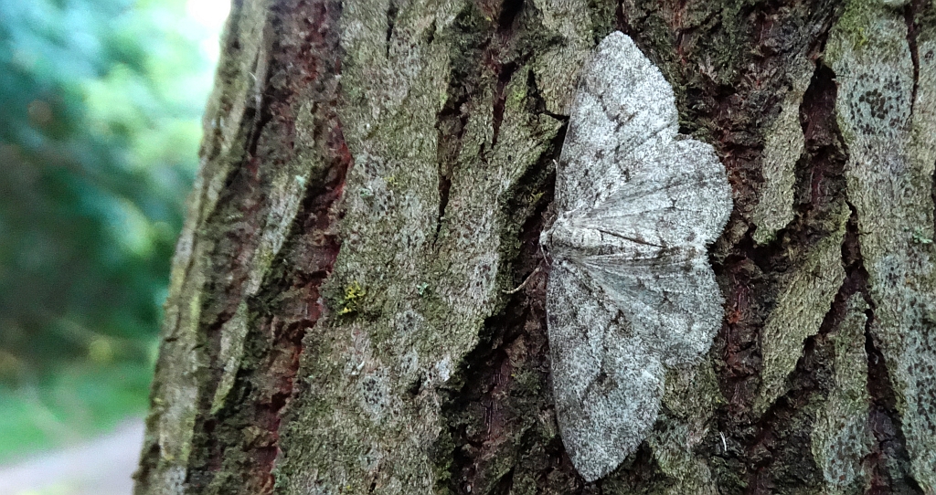 Przylepek kruszyniak (Peribatodes rhomboidaria)