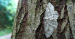 Przylepek kruszyniak (Peribatodes rhomboidaria)