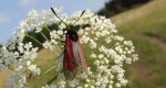 Kraśnik purpuraczek (Zygaena purpuralis)