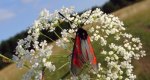 Kraśnik purpuraczek (Zygaena purpuralis)