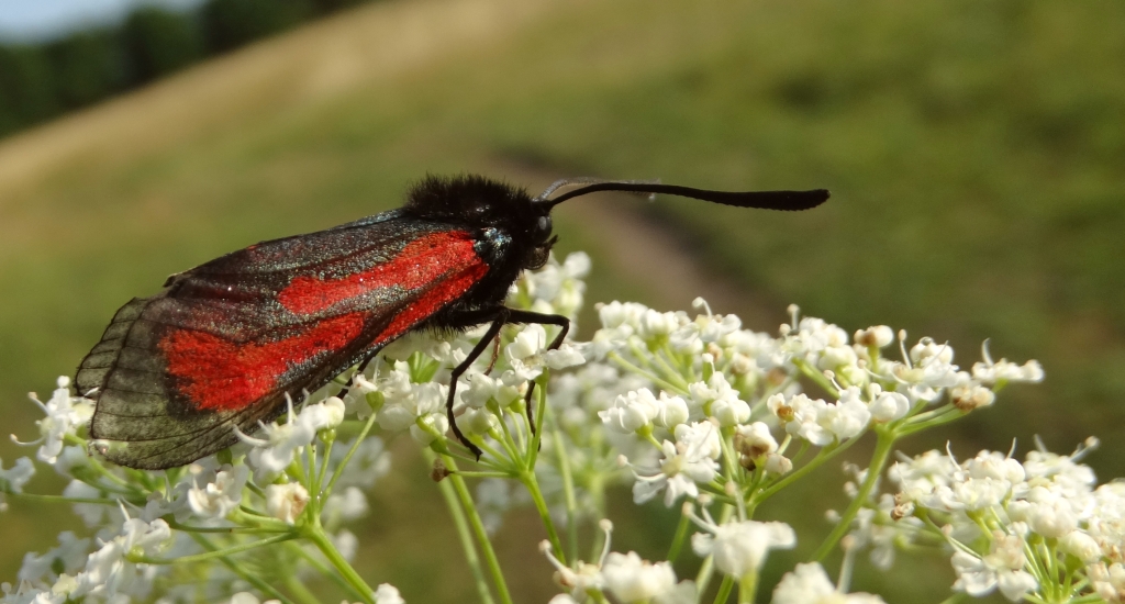 Kraśnik purpuraczek (Zygaena purpuralis)