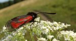 Kraśnik purpuraczek (Zygaena purpuralis)