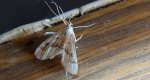 Parapoynx stratiotata