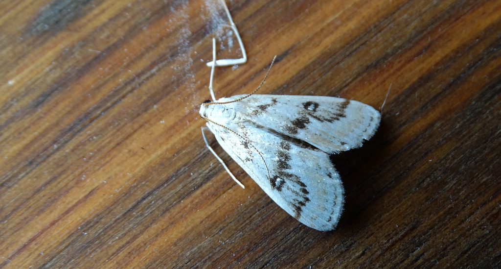 Parapoynx stratiotata