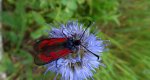 Kraśnik purpuraczek (Zygaena purpuralis)