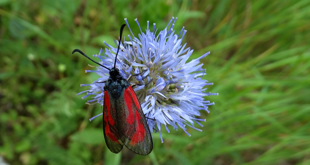 Kraśnik purpuraczek (Zygaena purpuralis)