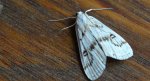 Parapoynx stratiotata